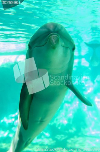 Image of dolphin posing for camera underwater