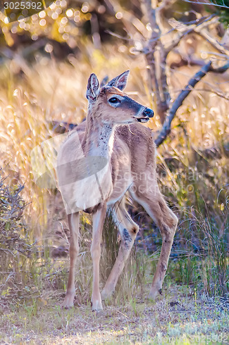 Image of white tailed deer portrait