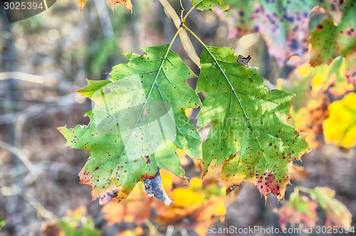 Image of Collection of Beautiful Colorful Autumn Leaves 