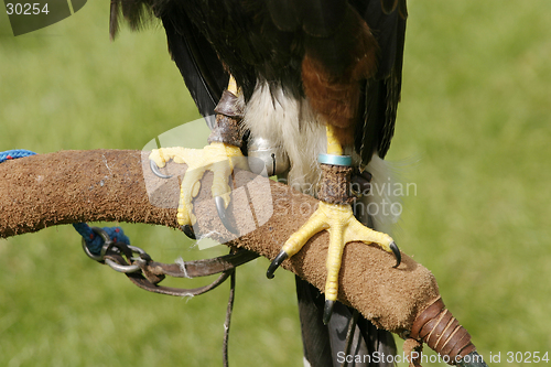 Image of Talons