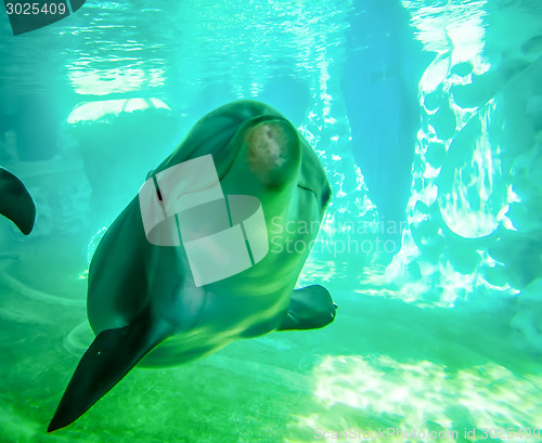 Image of dolphin posing for camera underwater