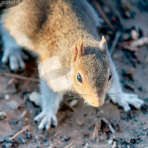 Image of squirrel sitting on ground