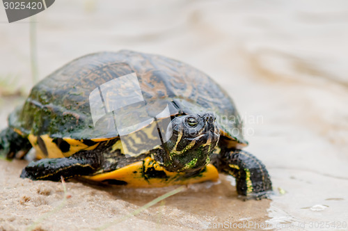 Image of turtle on the beach relaxing