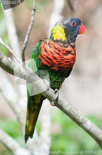 Image of rainbow lorikeet parrot on branch 