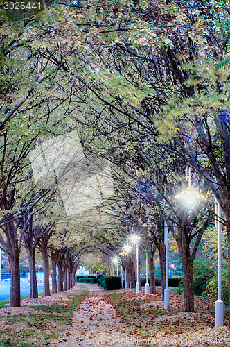 Image of Autumnal alley in the park along the road