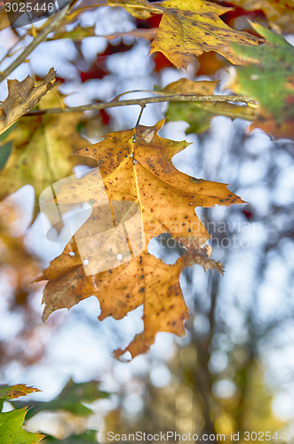 Image of Collection of Beautiful Colorful Autumn Leaves 