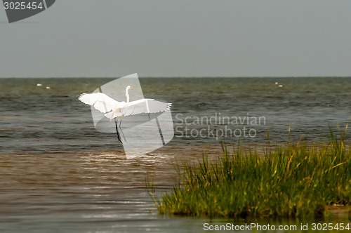 Image of white egret flying overpamlico sound outer banks nc