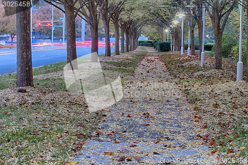 Image of Autumnal alley in the park along the road