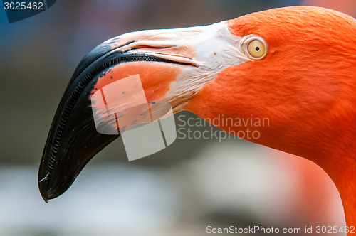 Image of pink flamingo head closeaup portrait