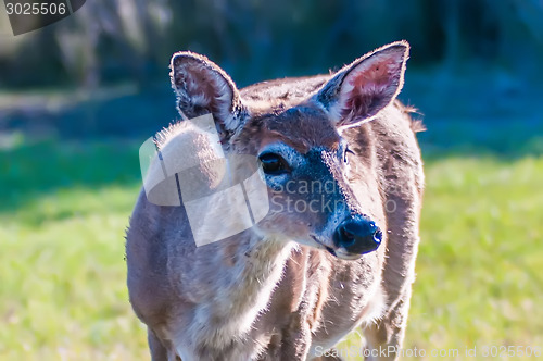 Image of white tailed deer portrait