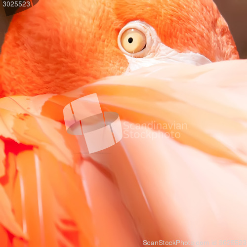 Image of pink flamingo closeup of an eye and head