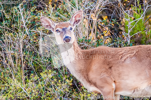Image of white tailed deer portrait