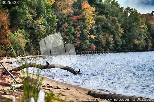 Image of nature at fall near the water