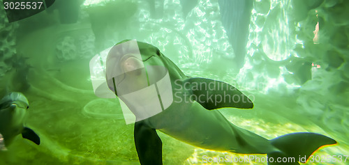 Image of dolphin poses for camera in aquarium