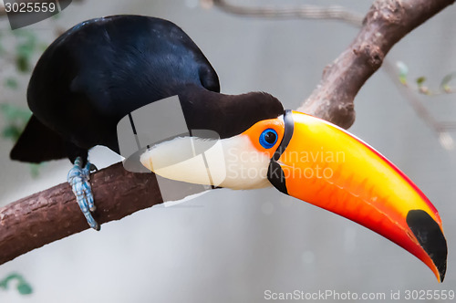 Image of Toucan (Ramphastos toco) sitting on tree branch in tropical fore