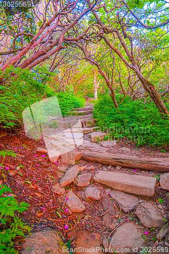 Image of Craggy Garden Trail on an autumn day