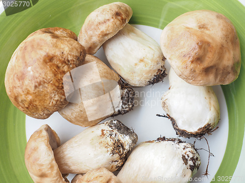 Image of Porcini Mushroom