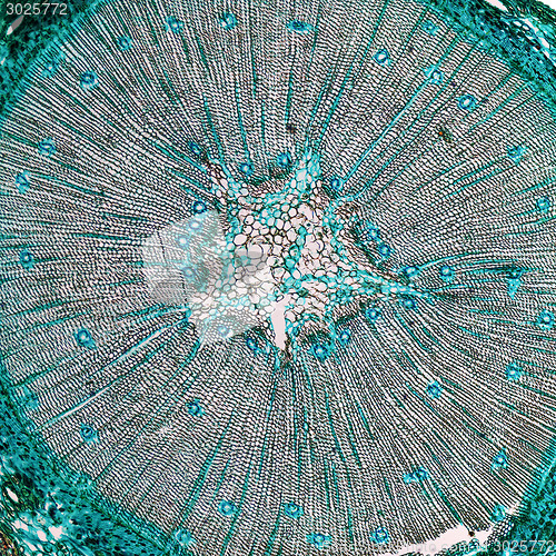 Image of Pine Wood micrograph