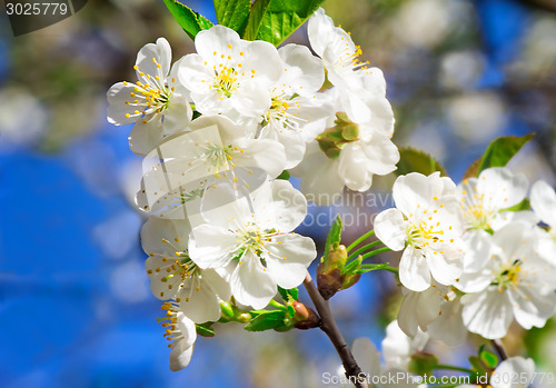 Image of Branch of blossoming cherry against the blue sky.