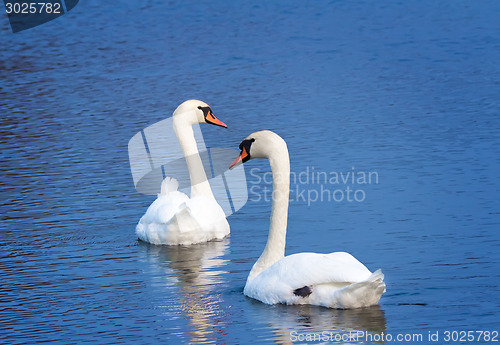 Image of Two white swans on the lake surface.