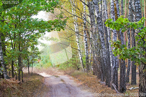 Image of Forest landscape in the early autumn.