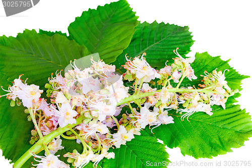 Image of Chestnut: flowers and leaves on a white background.