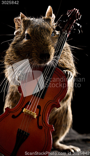 Image of degu hamster standing with cello