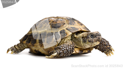 Image of tortoise closeup isolated on white