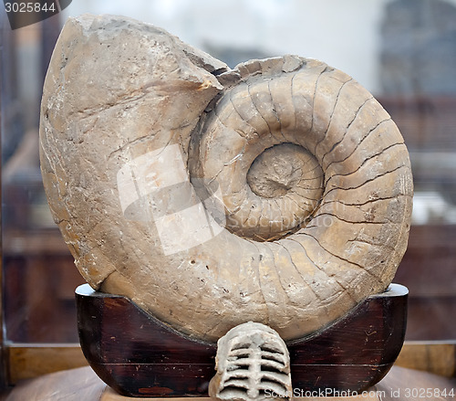 Image of fossil big spiral shell