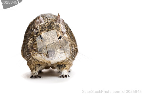 Image of fat hamster front view isolated on white