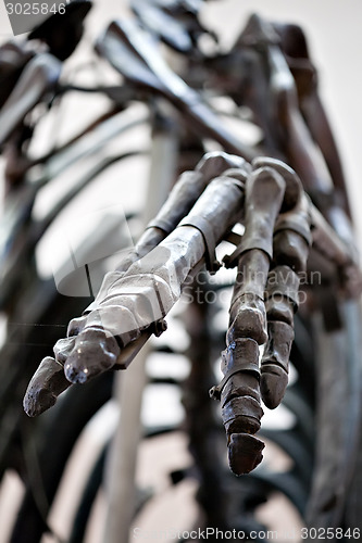 Image of dinosaur skeleton palm closeup
