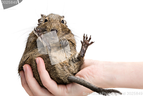 Image of funny hamster sitting on human hand