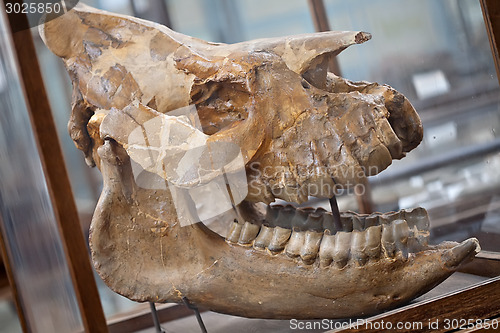 Image of fossil skull