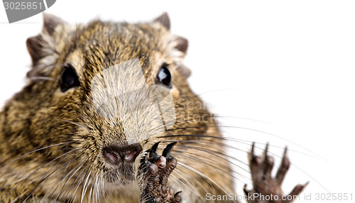 Image of big hamster portrait