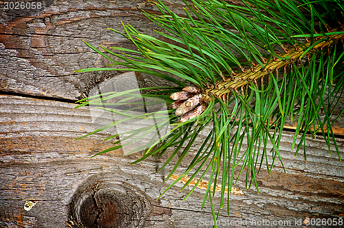 Image of Christmas Decoration