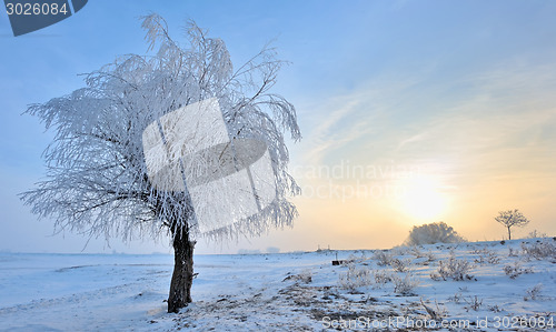 Image of winter landscape of frozen trees 