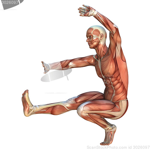 Image of Muscle Maps