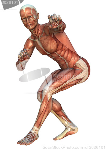 Image of Muscle Maps