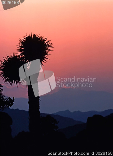 Image of Joshua Tree