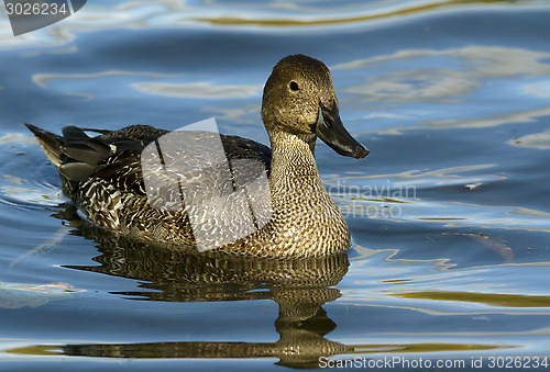 Image of Northern Pintail