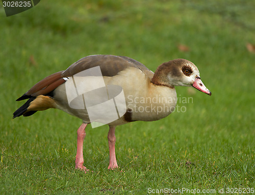 Image of Egyptian Goose