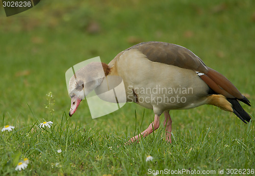 Image of Egyptian Goose