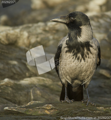 Image of Hooded Crow