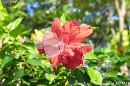 Image of Red Hibiscus Flower.