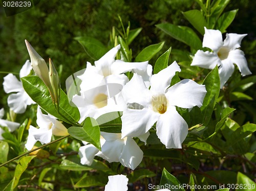 Image of White Allamanda Flowers with Buds.