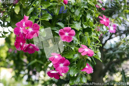 Image of Phlox.