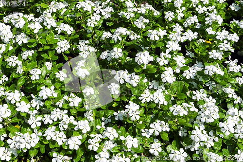 Image of Phlox Background.