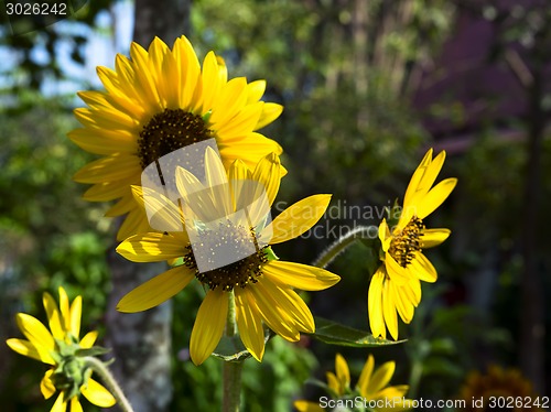 Image of Yellow Sunflowers.