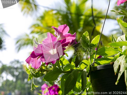 Image of Red Petunia Flower.