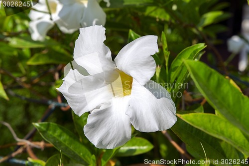 Image of White Allamanda Flower.